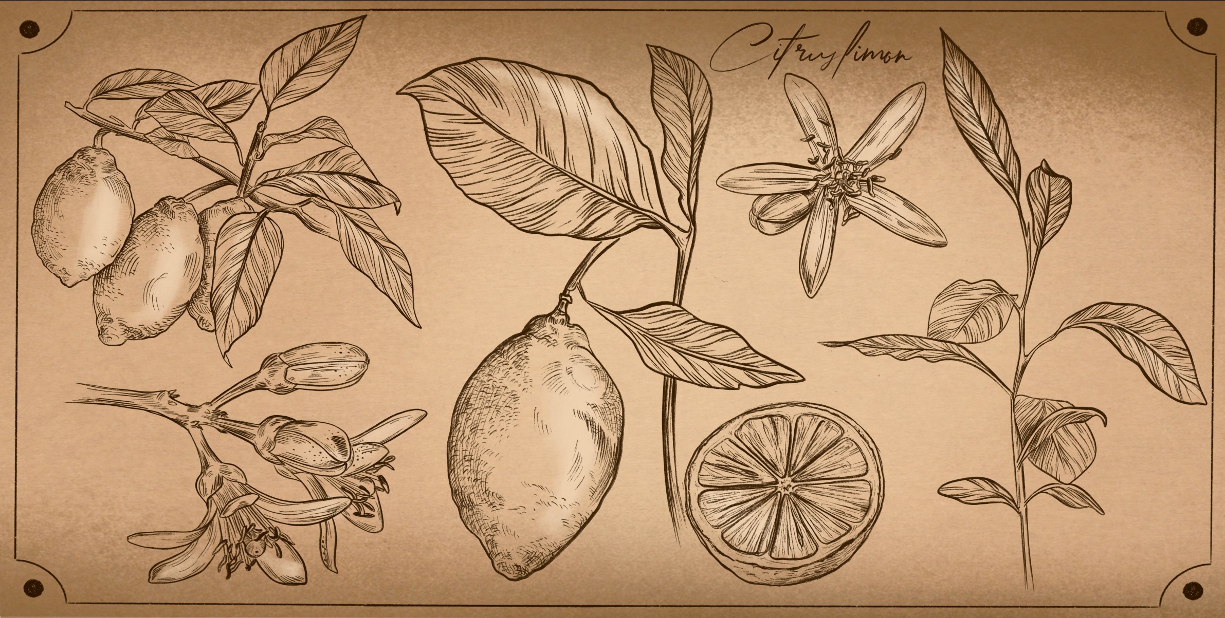 Citron