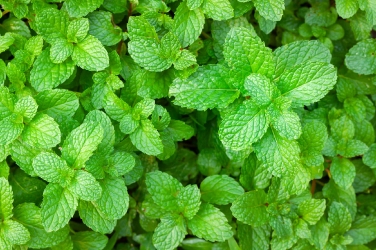 mata-peprna